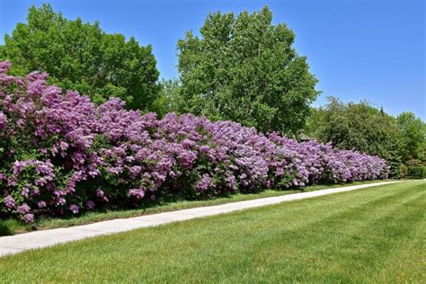 Lilac hedge - Old Fashioned Lilac is a deciduous shrub or small tree that can reach a height of 8-20 feet (2.4-6.1 m) and a spread of 6-12 feet (1.8-3.7 m). The foliage of Old Fashioned Lilac is deciduous and heart-shaped, turning shades of yellow, orange, or purple in the fall. Read Full Description. Pay in 4 interest-free installments for orders over $50. ...